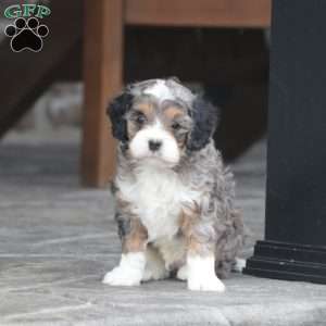 Zade, Cavapoo Puppy